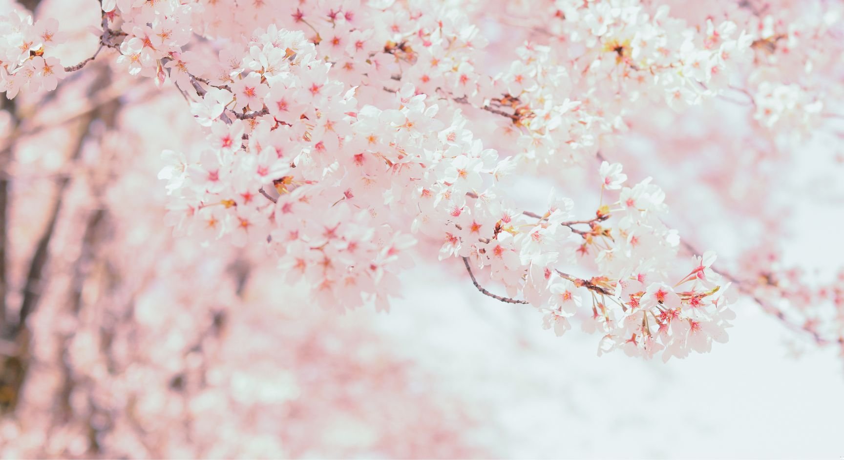 Dear Deer Coffee Roasting Bar Ellerslie