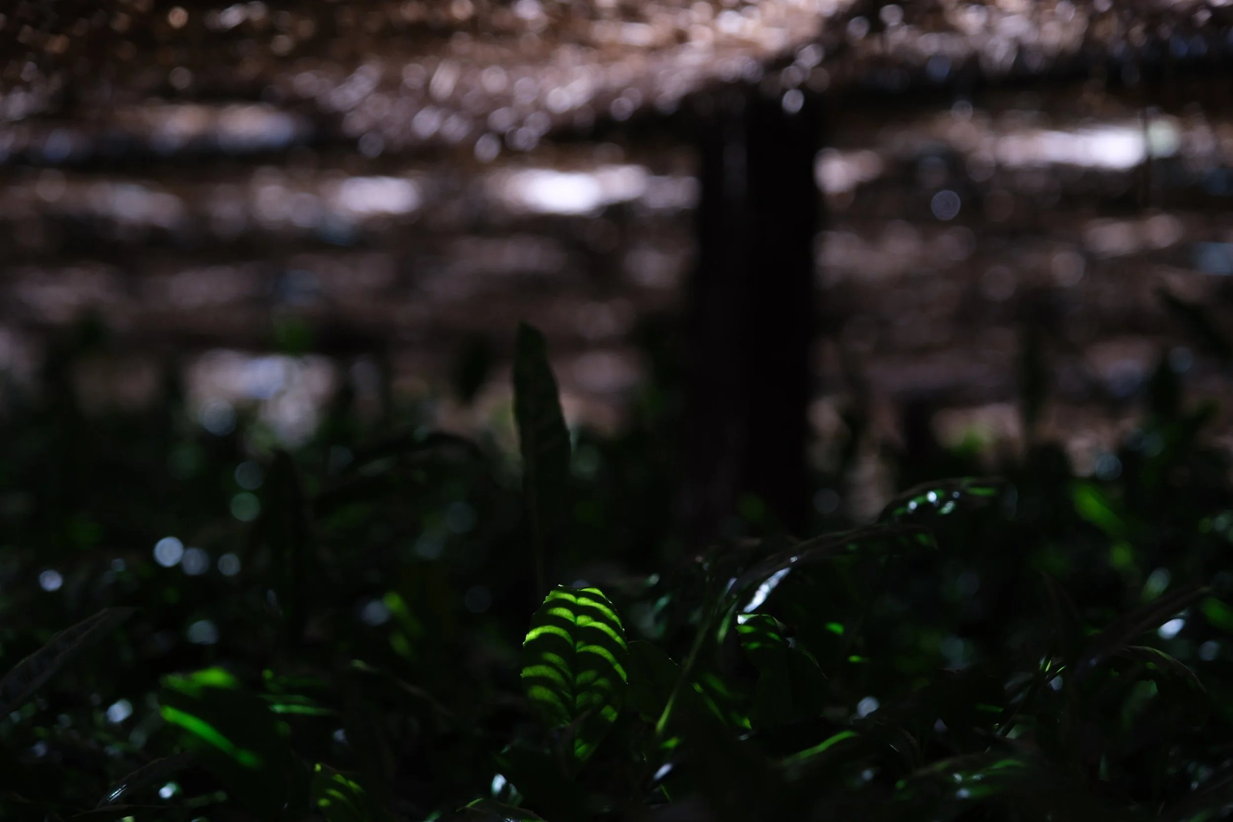 CHA-OLOGYoCha tooGuo Zi (RESERVATION ONLY)